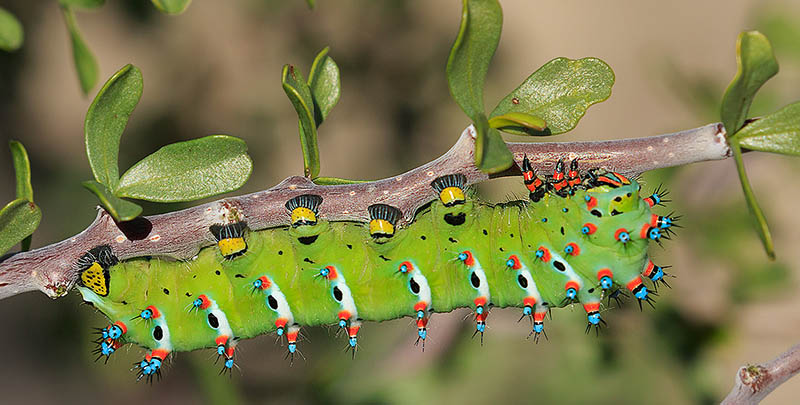 Calleta Silkmoth Caterpillar